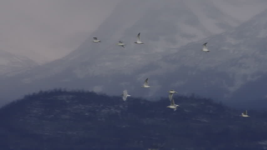 Seagulls in flight on cloudy day in Alaskan winter in front of the towering