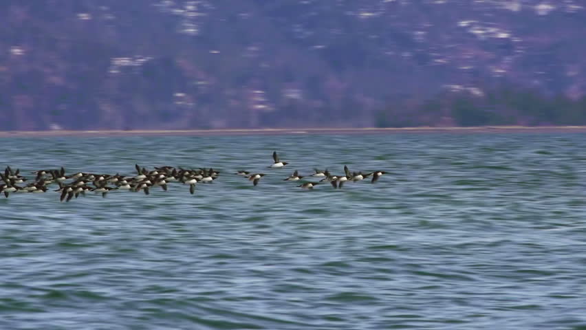 A flock of common murres birds flies in unison just above the surface of