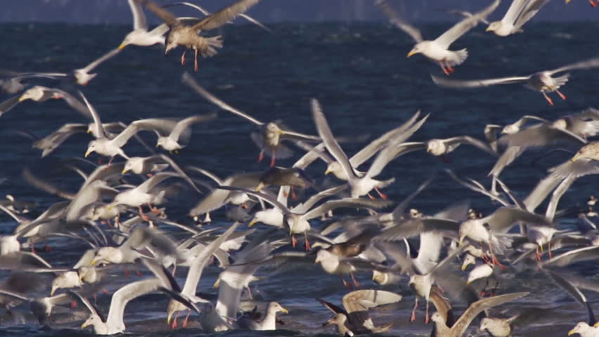 Close-up of whirling mass of seagulls and ducks diving in slow motion into the