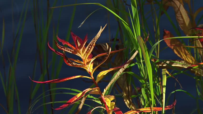 A stalk of colorful fireweed shines in afternoon sunlight beside a shady lake 