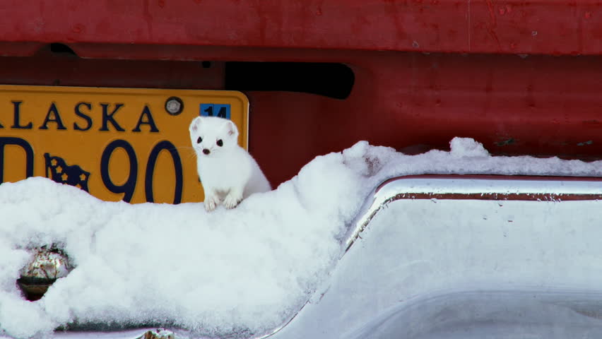 Alaskan ermine peeks out of the back of a pickup truck onto a snowy bumper in