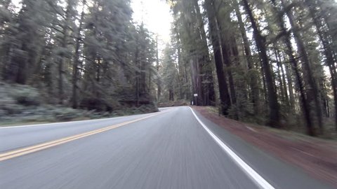 View driving through Redwood forest in California State Park on Highway 199 pov 