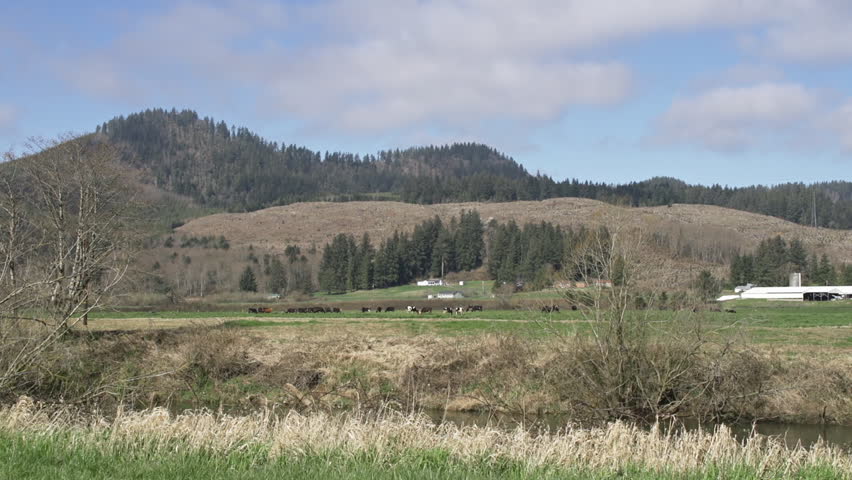 Cows graze in a green pasture under mountains and a razed forest landscape