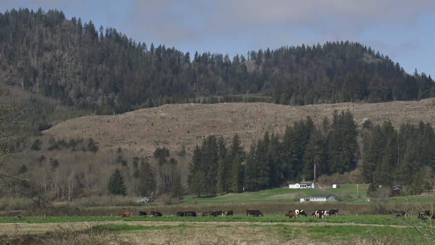 Cows feed on farmland near a small river and a razed forest landscape
