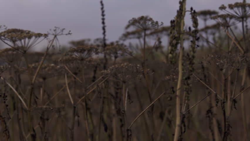 Pan across field of dried pushki stalks swaying against evening sky