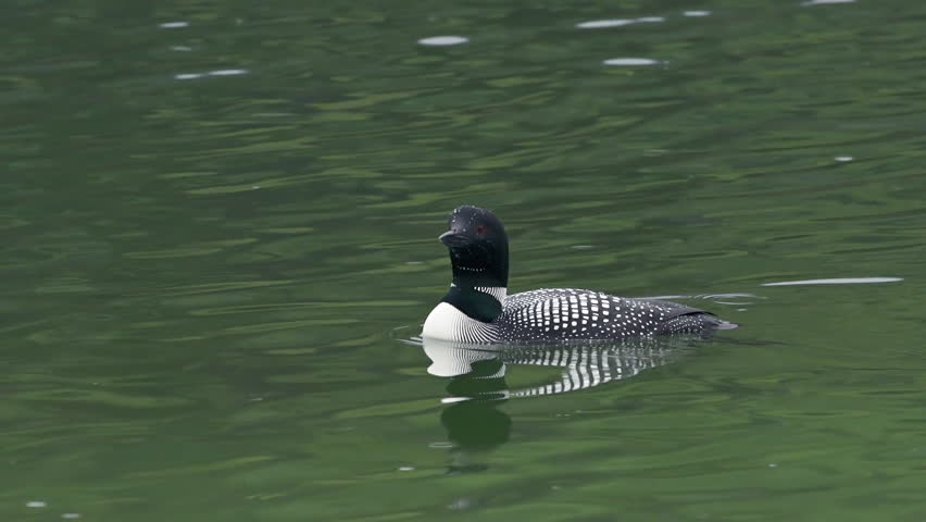 A wary common loon duck floats on a green lake in drizzling rain 