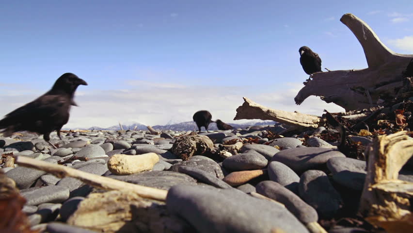 Crows hunt for morsels of food beneath pebbles on a beach with scenic mountain