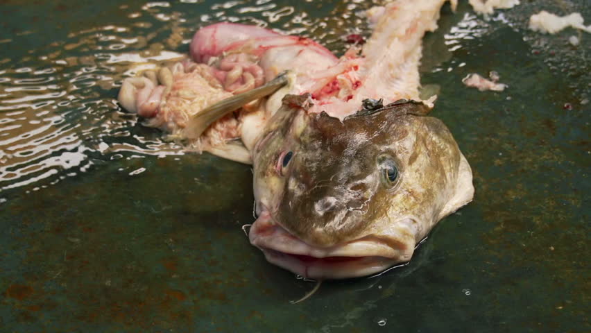 Carcass and entrails of a fish quivering in the water of a dumpster at a marina