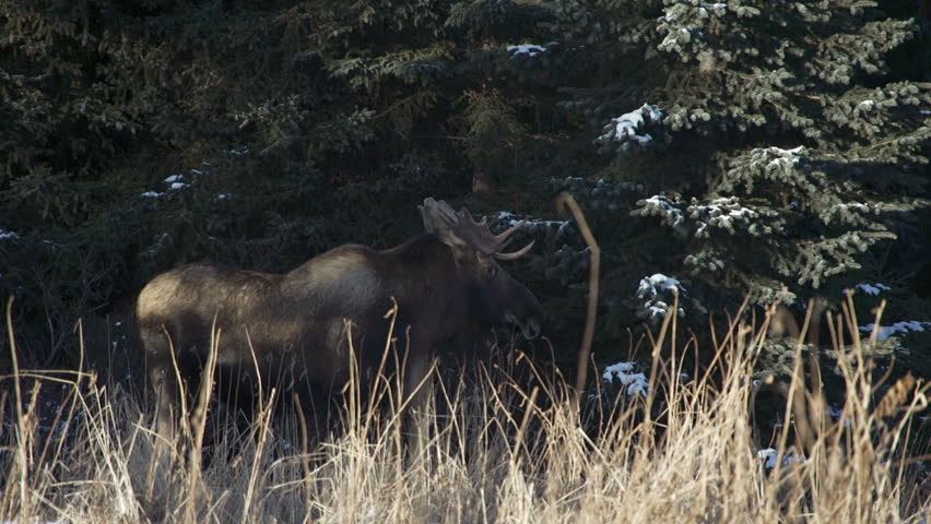 Large male bull moose stands alert and turns in dry grass prairie on the edge of