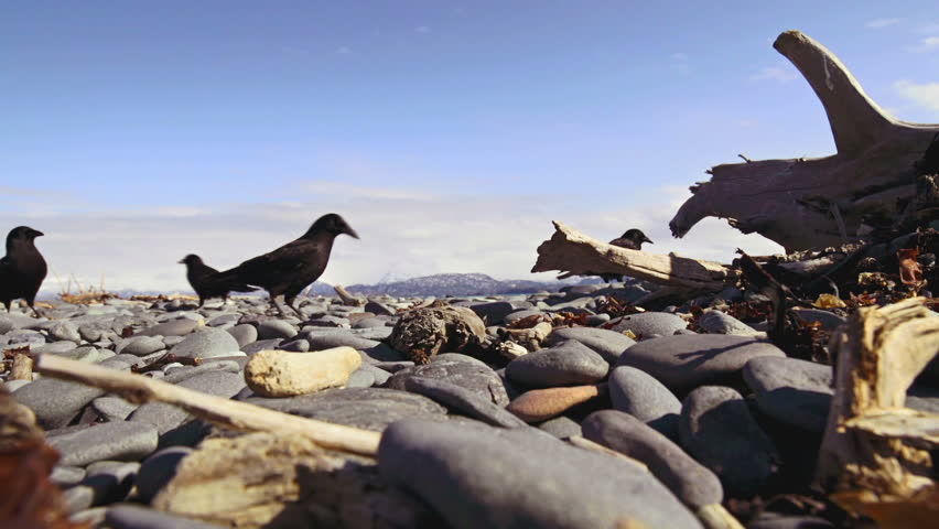 Low angle view of crows pecking at rocky beach for morsels of food on bay shore
