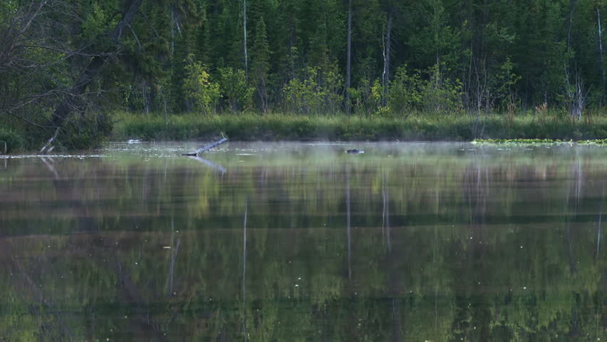 Peaceful scenic landscape with a placid, misty lake on Alaska's Kenai Peninsula