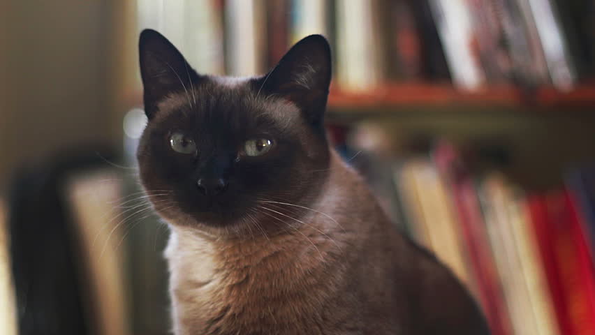 Slide from blurred bookshelf to close-up with Siamese cat