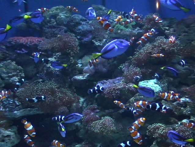 clown fish