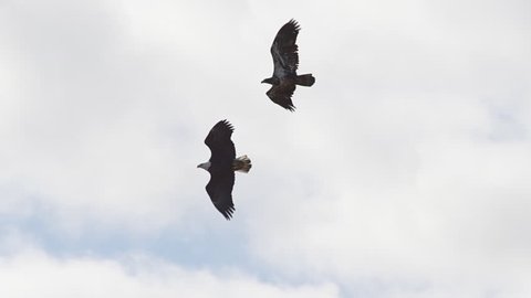 Two bald eagles fly in unison and perform acrobatic courting ritual in slow motion 