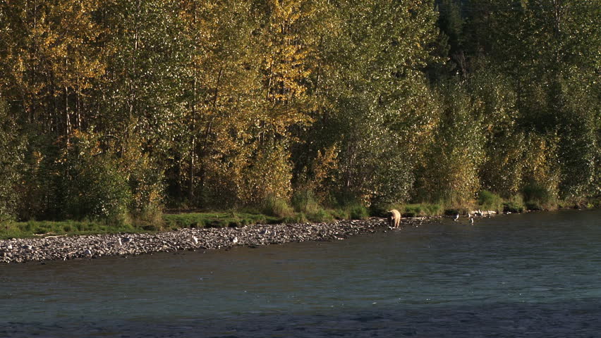 Female brown bear walks along the rocky bank of the Kenai River as she scavenges