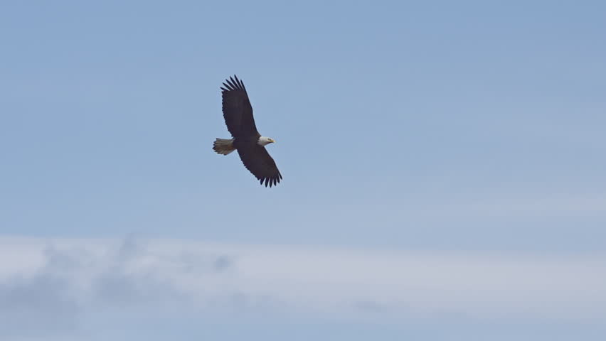 A lone male bald eagle soars above in a bright blue cloudy sky