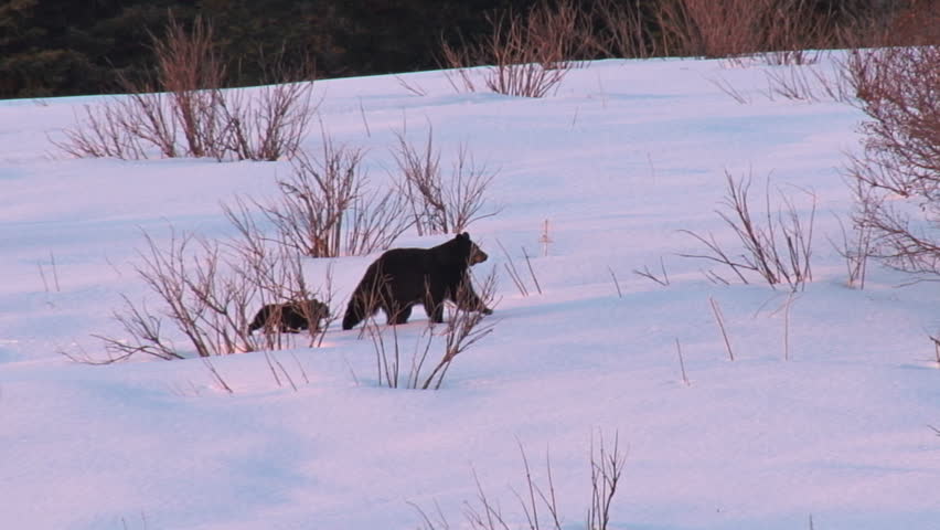 A black bear family treks across a snowy field after leaving their winter's den