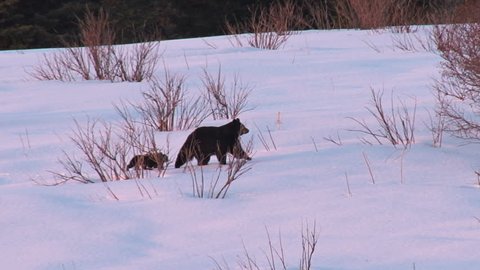 A black bear family treks across a snowy field after leaving their winter's den in spring