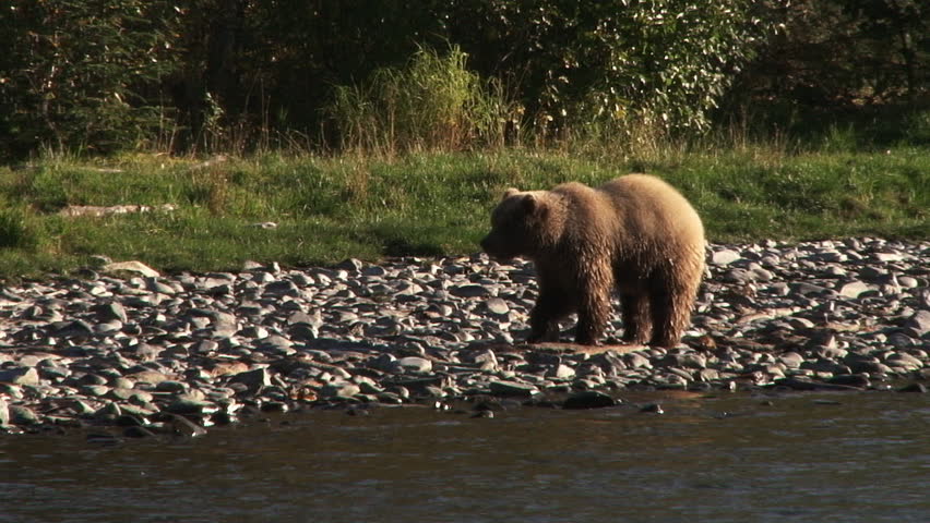 Young brown grizzly bear hunts sockeye salmon along the shore of the the Kenai