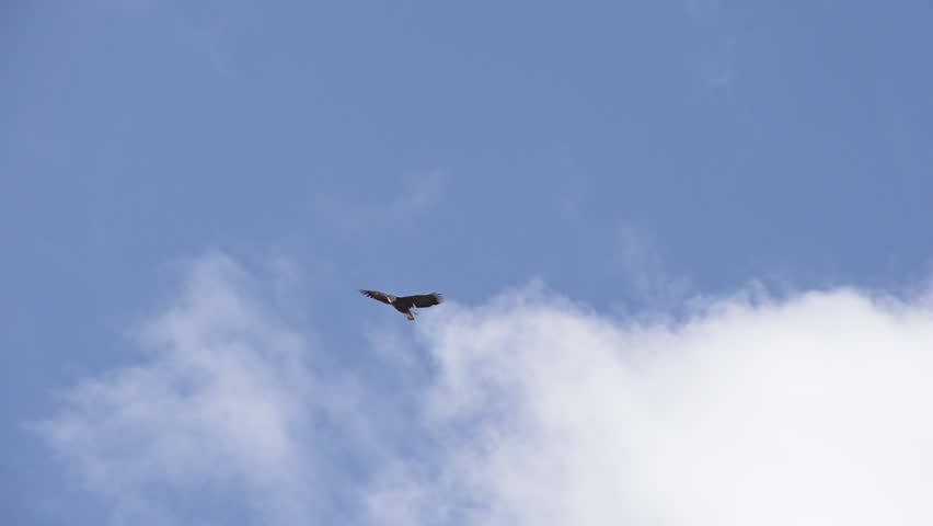 Solitary bald eagle soaring on air currents in the cloudy blue sky searching for