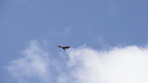 Solitary bald eagle soaring on air currents in the cloudy blue sky searching for prey