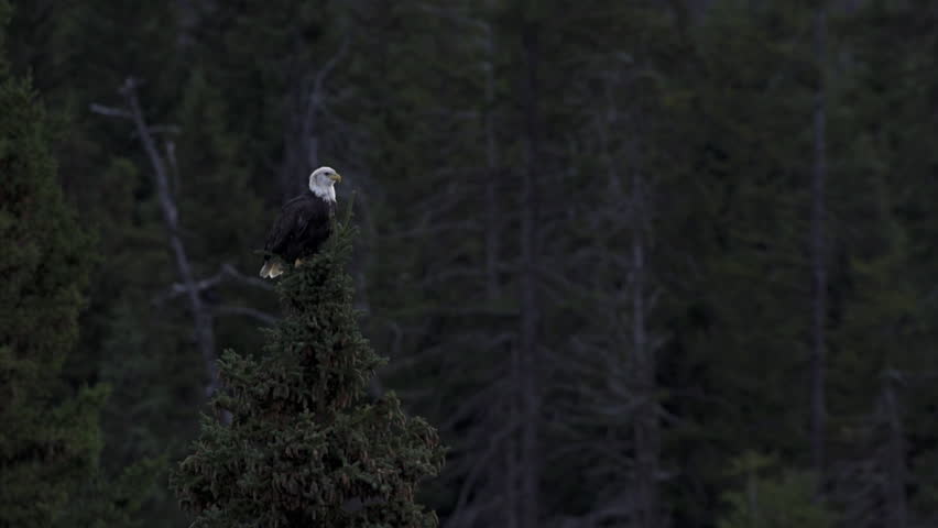 An Alaskan bald eagle perched atop a spruce tree scans the forest around for