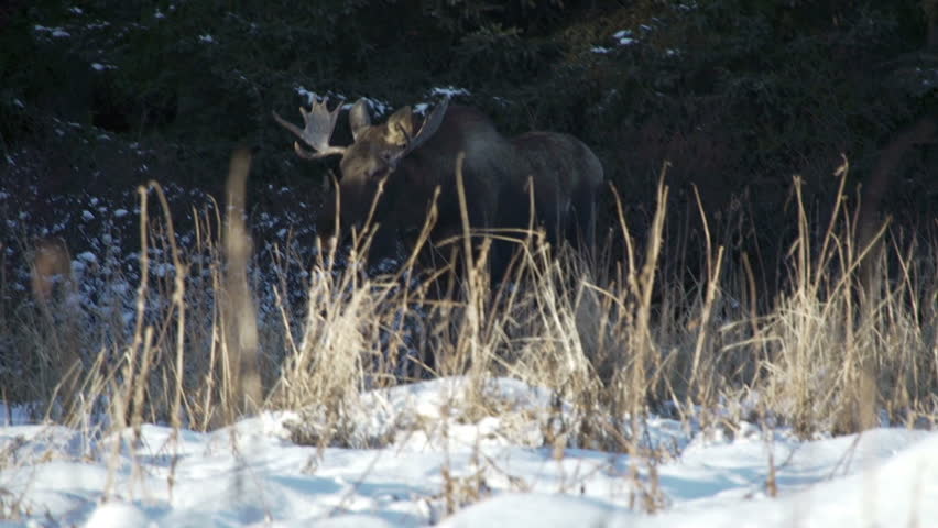 Male bull moose walks through snowy field on the edge of a spruce forest