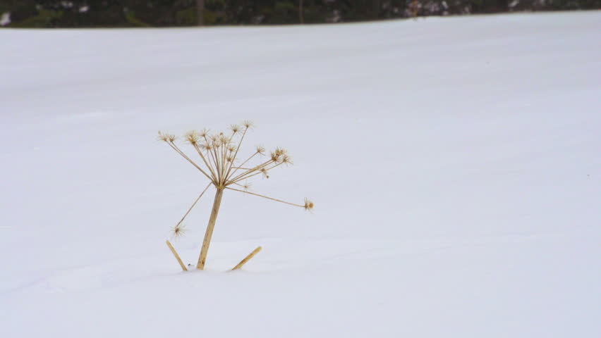 A dessicated stalk of pushki stands in a snow drift, weathering the onslaught of