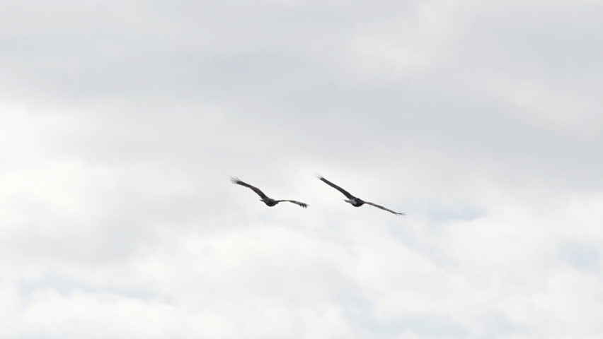 A pair of bald eagles swoop and soar as they engage in a springtime courtship