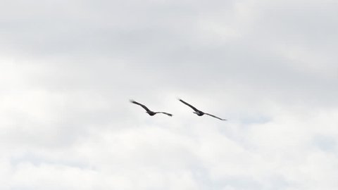 A pair of bald eagles swoop and soar as they engage in a springtime courtship aerial display in a bright cloudy sky in slow motion