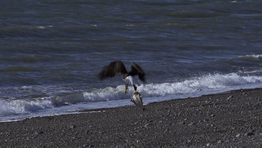 A bald eagle takes off from a rocky shoreline in slow motion, a large fish