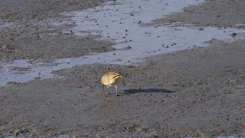 Bristle-thighed curlew bird pecks and hunts in muddy tidal flats for food near