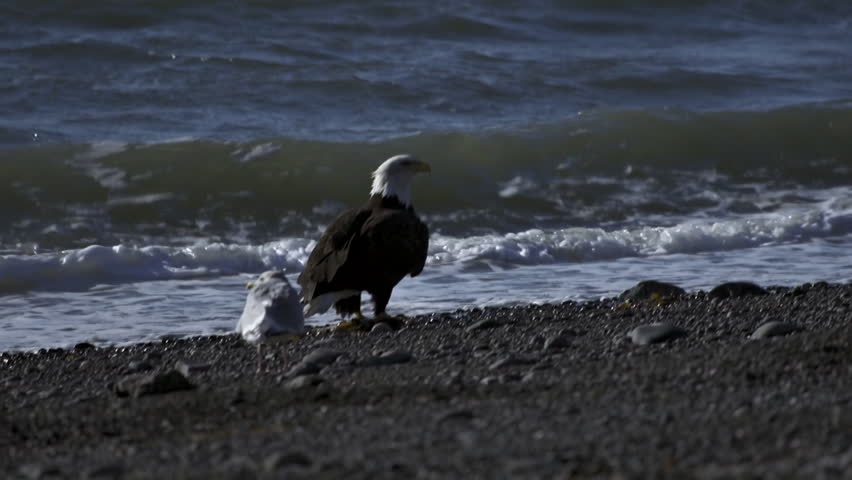 A bald eagle launches from the rocky shore of Kachemak Bay in Alaska with a