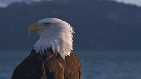 Close up of a male bald eagle searching and shrieking, with distant snowy mountains in the background 