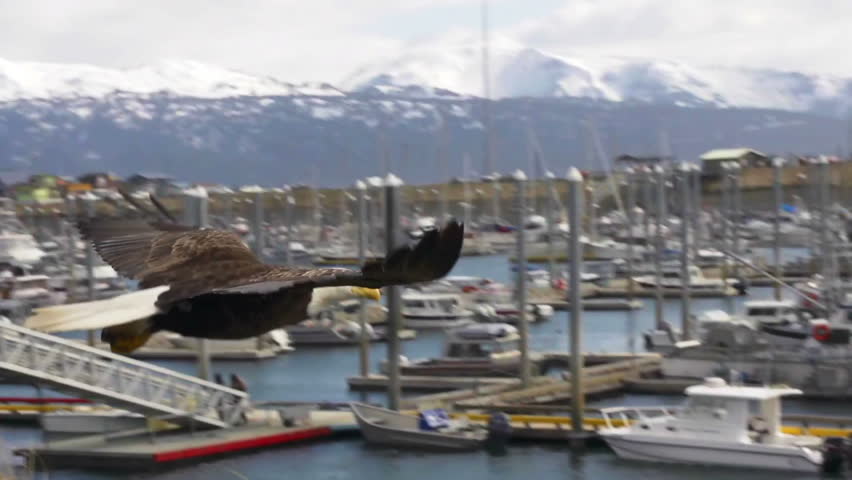 Bald eagle soars over boat harbor in Homer, Alaska in springtime