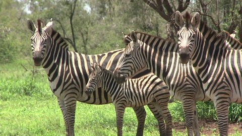 Group of Burchell's Zebra. South Africa, Kruger National Park.

