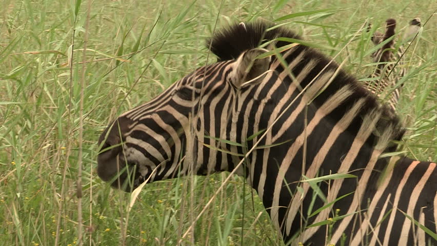A close up of a zebra eating long lush  green grass