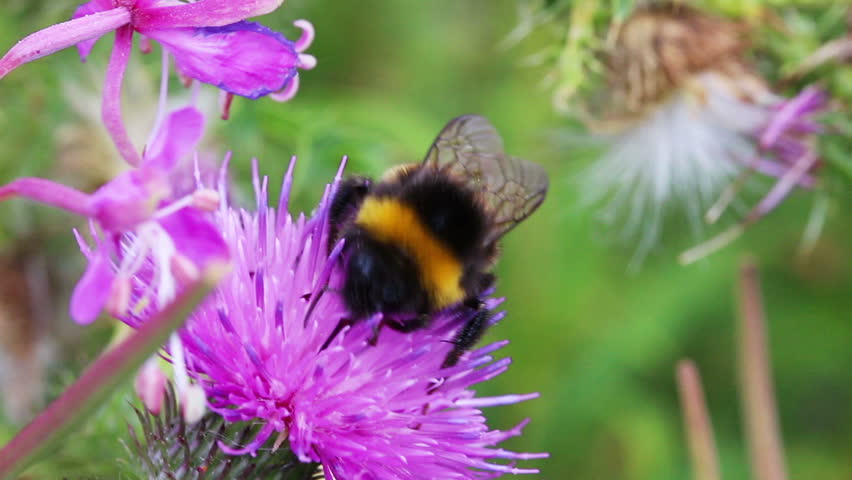 bumble-bee on thistle flower close-up macro