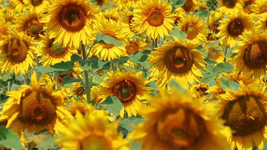 blossom sunflowers