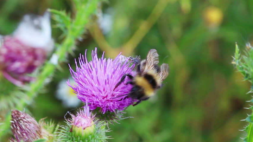 bumble-bee on thistle flower close-up