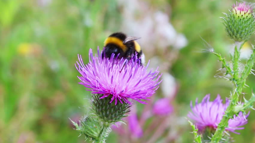 bumble-bee on thistle flower close-up