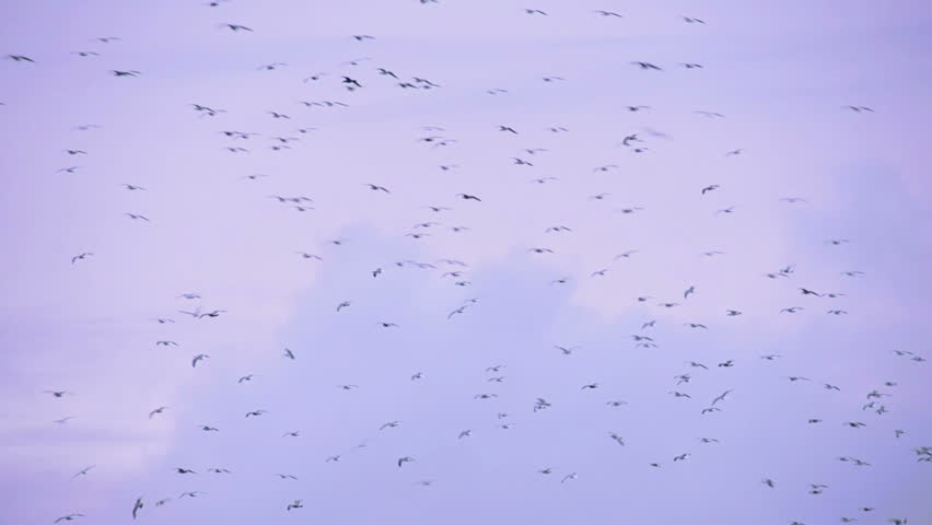 A large flock of gulls wheeling, swooping, soaring, and diving against a cloudy