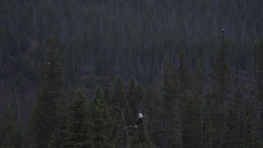 Three bald eagles wait perched in the treetops of an Alaskan spruce forest in