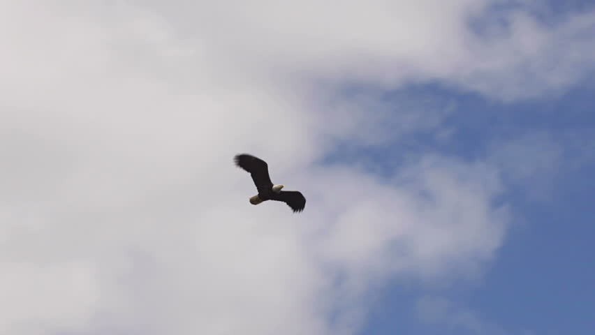 Bald eagle passing overhead from cloudy to blue skies