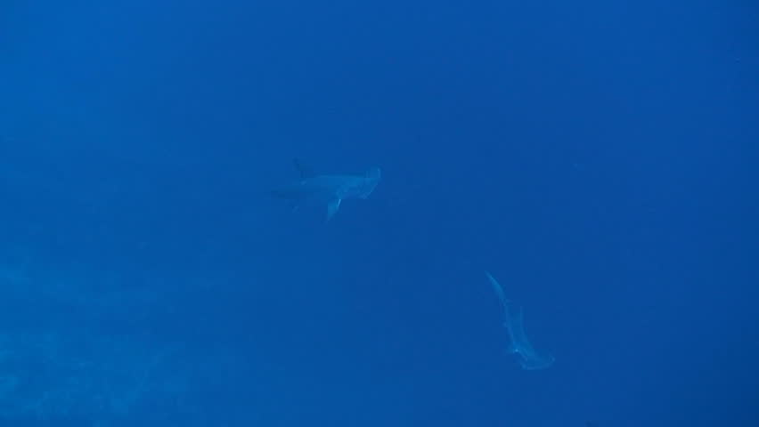 hammerhead shark, red sea
