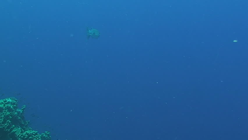 barracuda, red sea