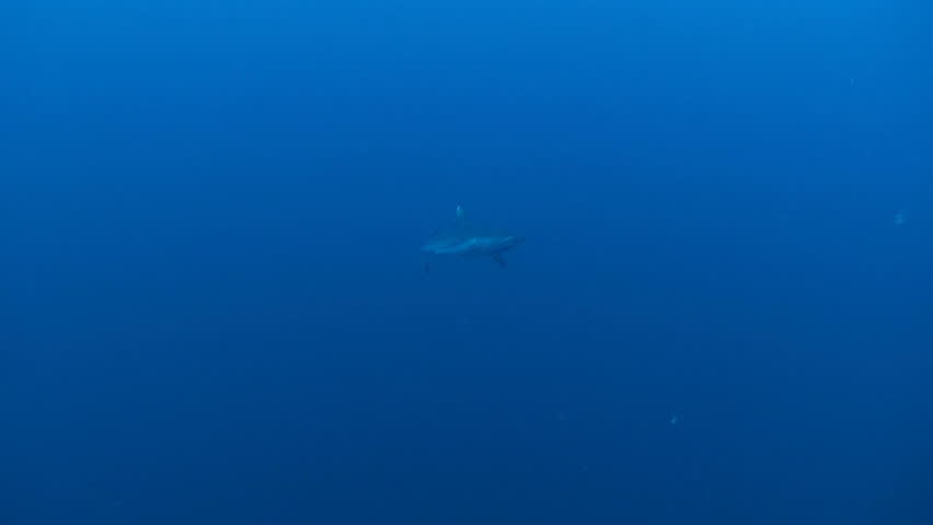 grey reef shark, red sea