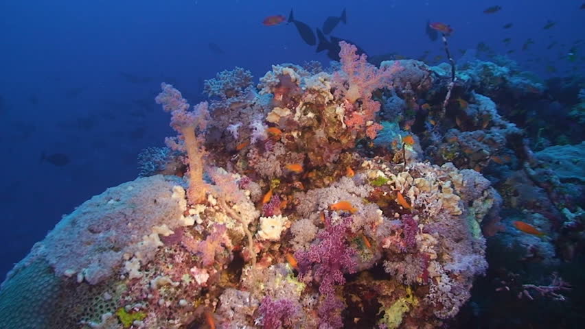 coral reef, soft corals, red sea
