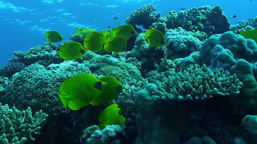 yellow butter fly fish, red sea