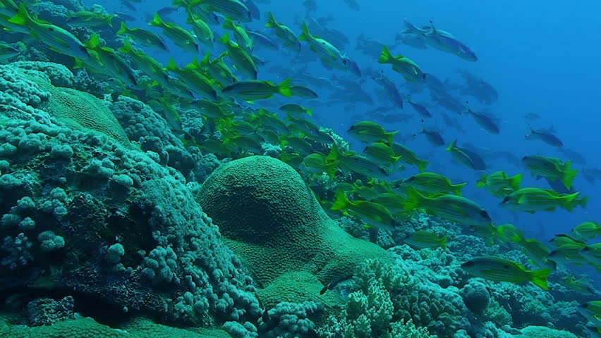 coral reef and coral fish, red sea